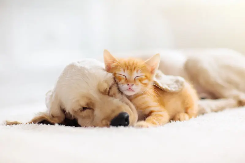 A puppy and a kitten snuggling on plush carpet in a pet-friendly apartment.